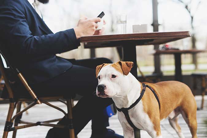 a dog in a harness waiting patiently for owner to eat