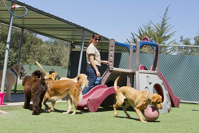 a group of dogs playing on a dog playground at a boarding kennel