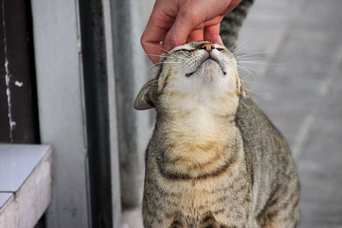 a cat being petted on the top of its head