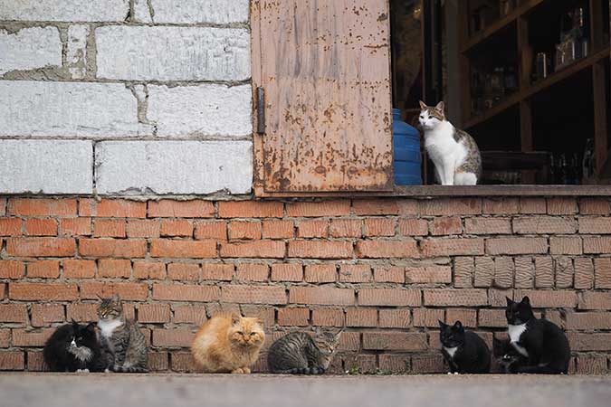 an image of a group of cats on the dock of an abandoned warehouse