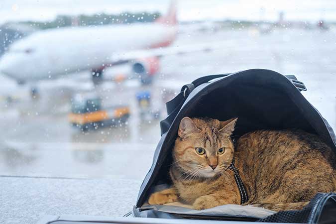 a short haired cat resting in a soft sided carrier inside an airport
