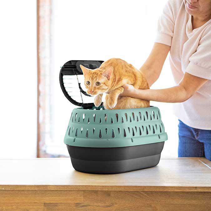 an orange cat being loaded into a Petmate top load cat carrier