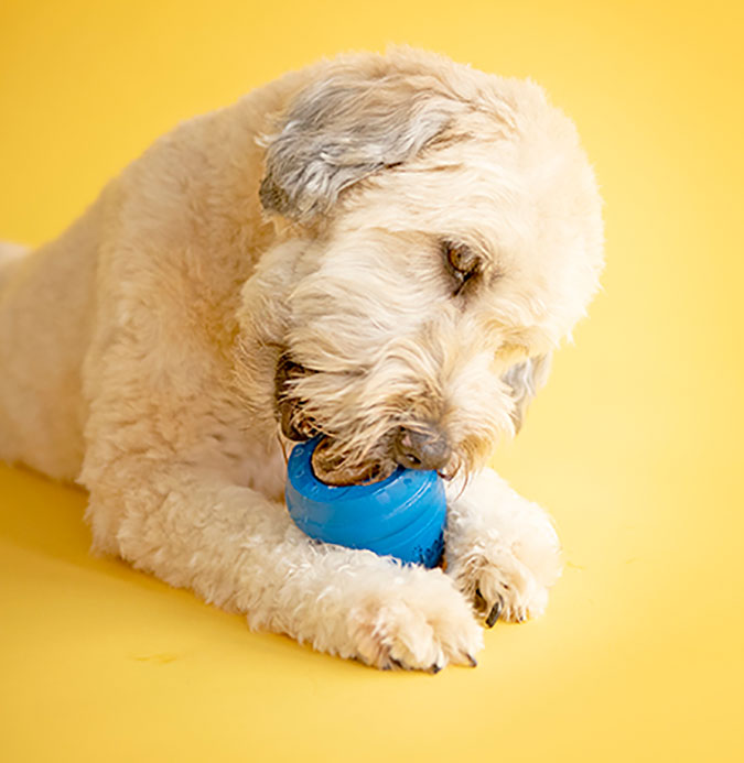 a dog playing with a JW Twist-In Treats Dog toy