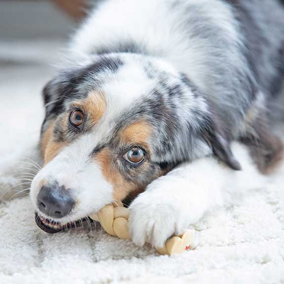 a dog chewing on a braided dog treat