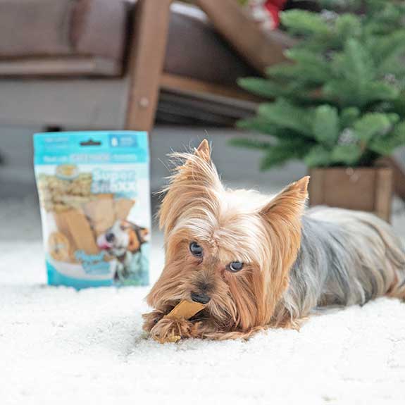 a little brown dog chewing on a chew dog treat