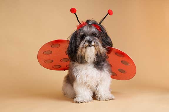 a small dog in a lady bug dog-friendly halloween costume