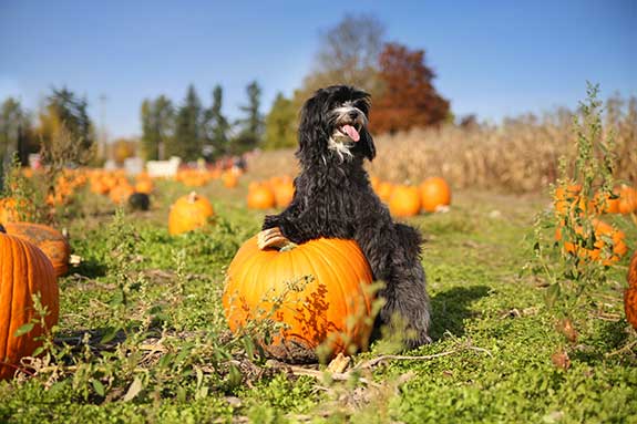 a small black dog happily standing in a pumpkin patch