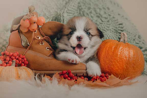 a cute puppy during a fall holiday photoshoot