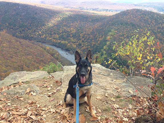 a German Shepherd sitting on a hiking trail in front of trees during fall
