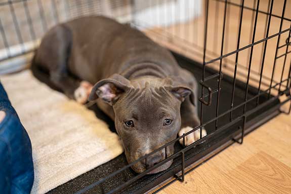 a kennel trained puppy resting inside their crate