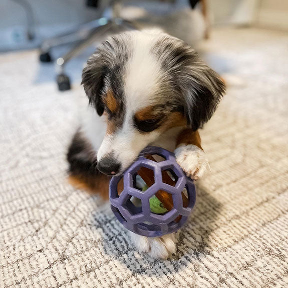 a puppy playing with a JW Hol-ee Roller Puppy Toy
