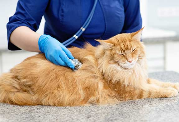 a large, orange cat being examined by at vet