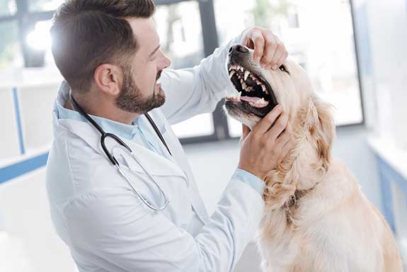 a  large dog having it's teeth checked by a vet