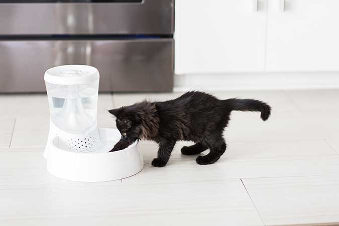 a black kitten pawing at a pet water fountain