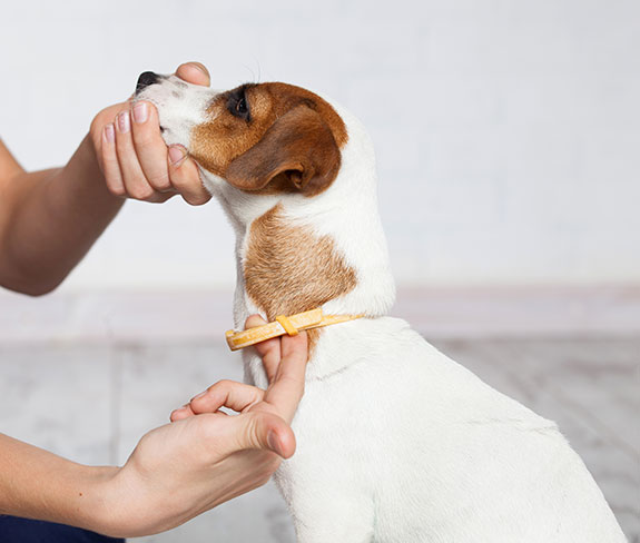 a person demonstrating the two finger rule when putting on a new collar on a dog