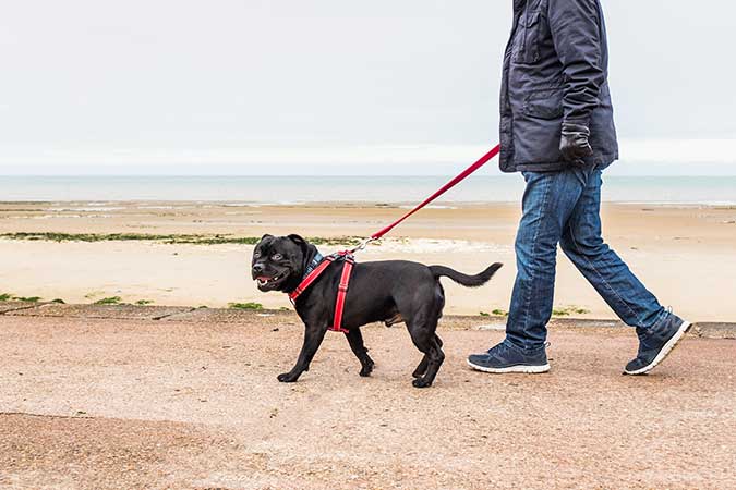 a small black dog walking happily with dog harness and leash