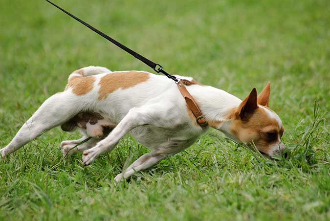 a small Chihuahua pulling his leash with a collar on