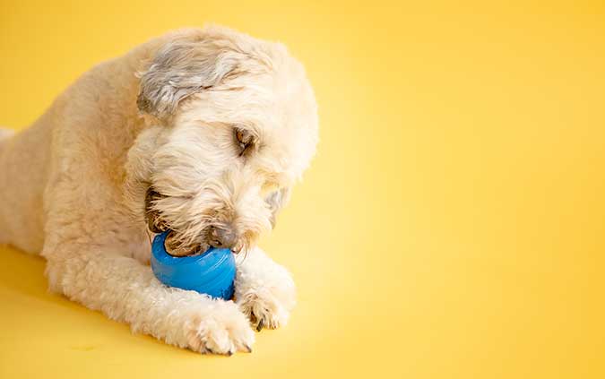 a dog playing with a JW Twist In Treats Puzzle Treat toy