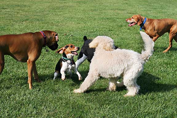 a group of dogs playing at a dog park