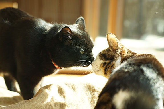 two cats meeting for the first time