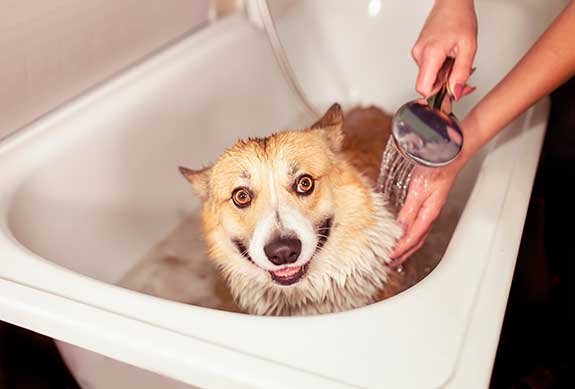 a dog being bathed in a tub