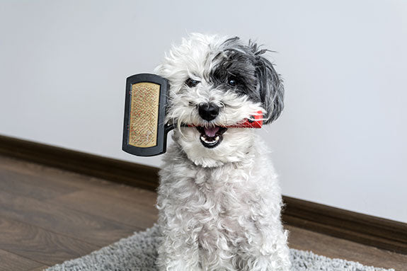 a small dog sitting down, holding a brush in it's mouth