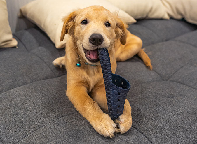 a puppy chewing on a sandal