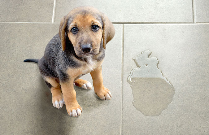 a puppy sitting indoors next to a puddle of pee.