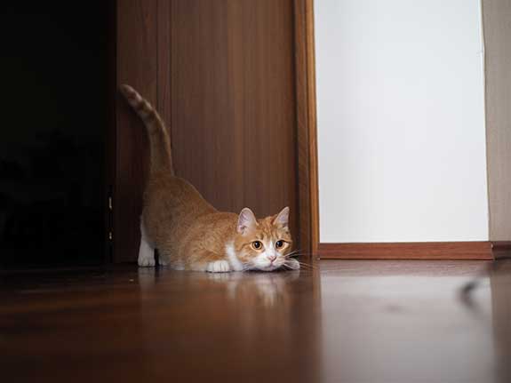 an image of a cat playing in a hunting stance, indoors.