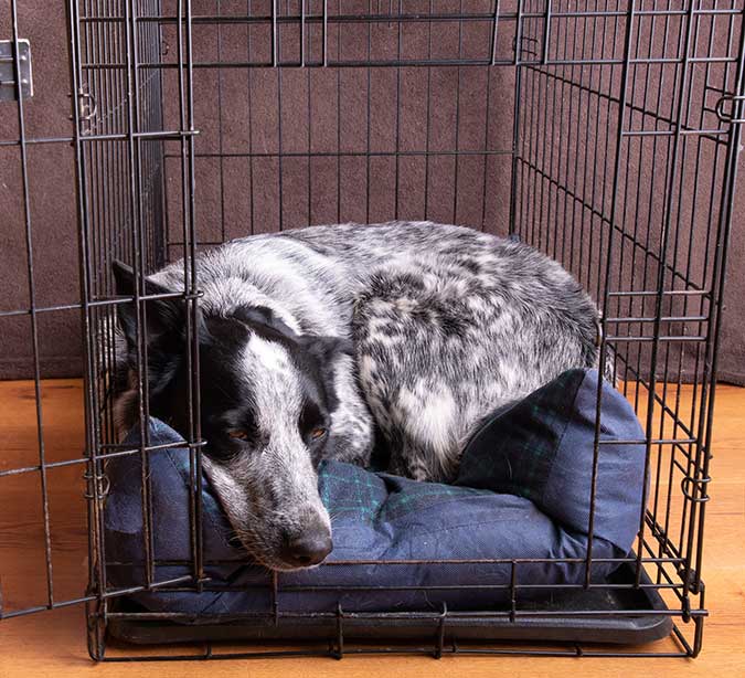an image of a dog sleeping in a wire dog crate