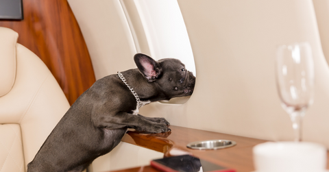 airline restrictions for pets