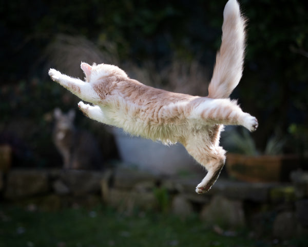 cat air righting reflex