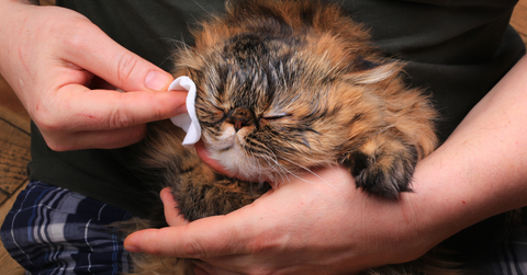 cat ear care after bath