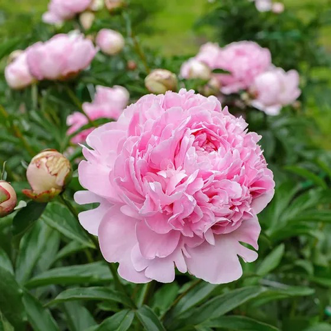 sarah bernhardt peony | Harvick farms