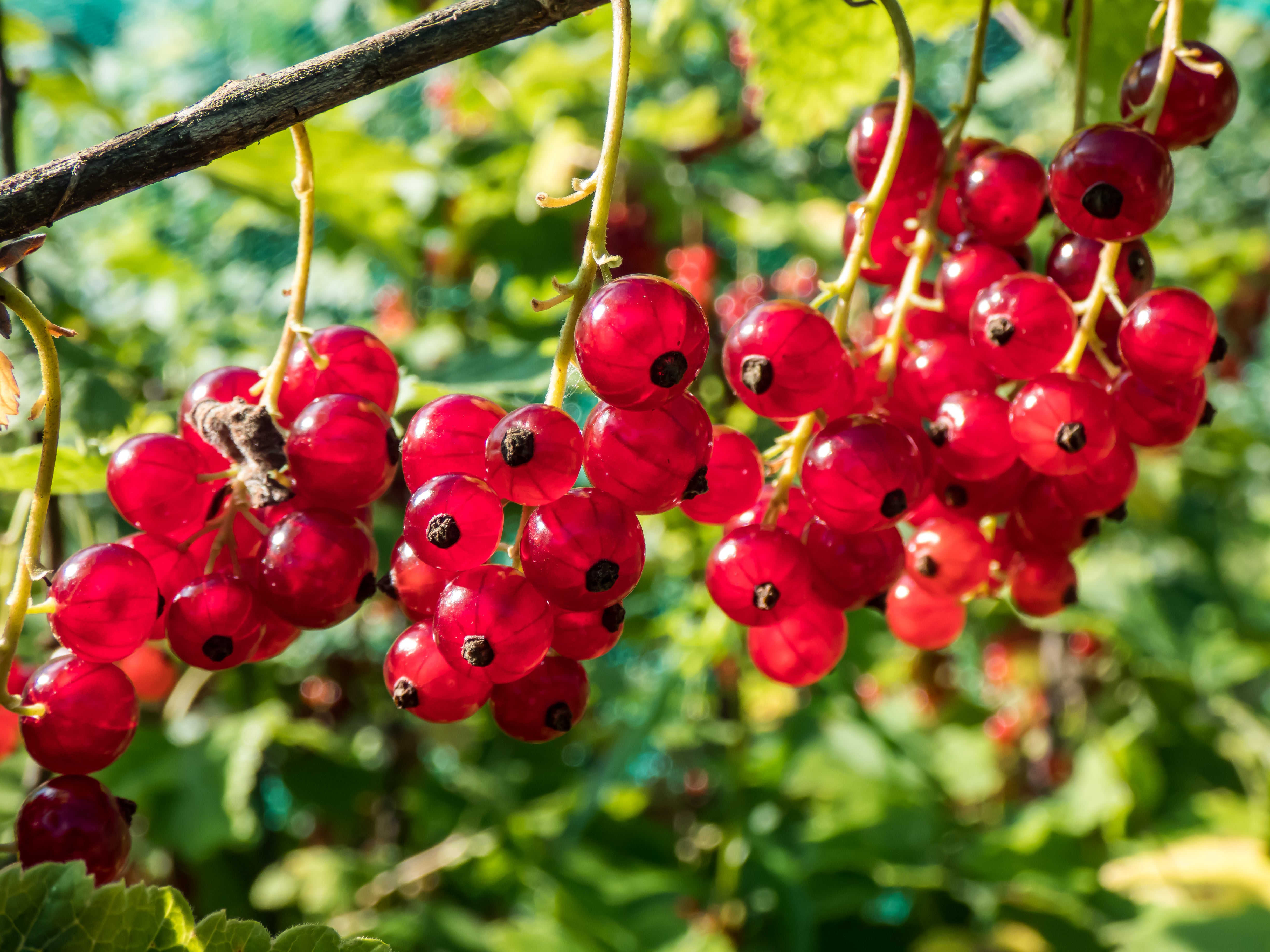 6. Ribes rubrum : Aalbes_2015123384.jpg__PID:49b497a0-304a-4760-bc8b-f32b9f72c544