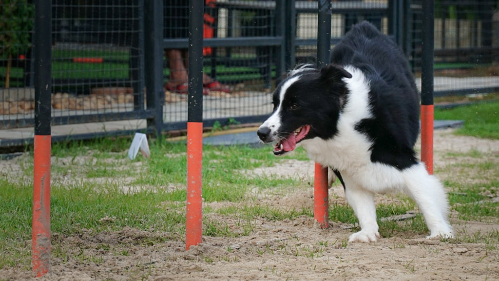 愛犬の知育をするメリット