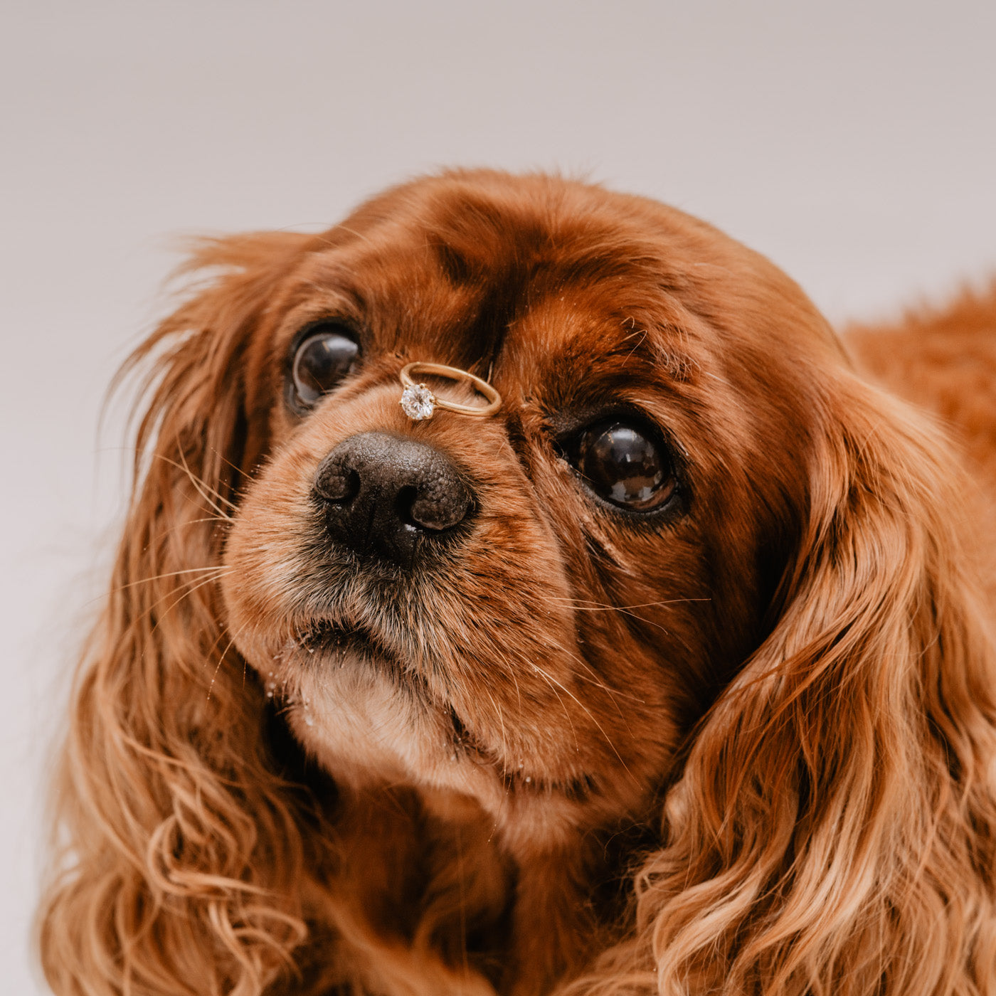 Close up photograph of dog with engagement ring balanced on nose