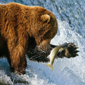 Brown bear catching migrating salmon