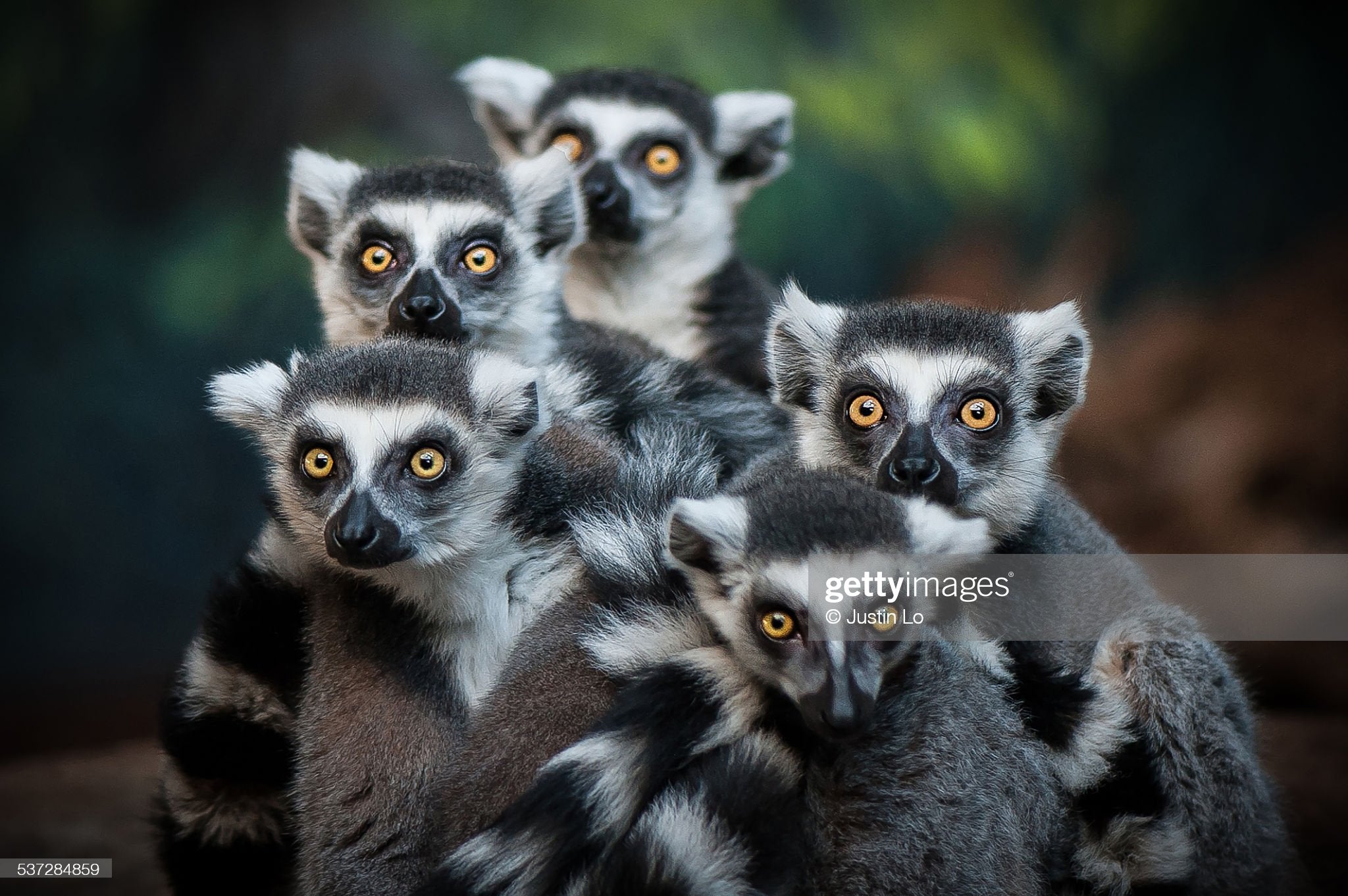 A group of lemurs huddled up, ring tailed lemur, Lemur catta. – Getty Images