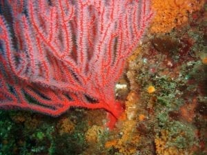 Gorgonian Sea Fan