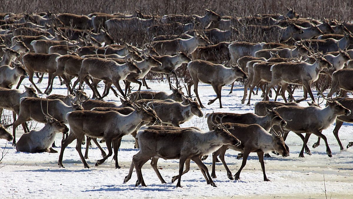 Caribou Migration