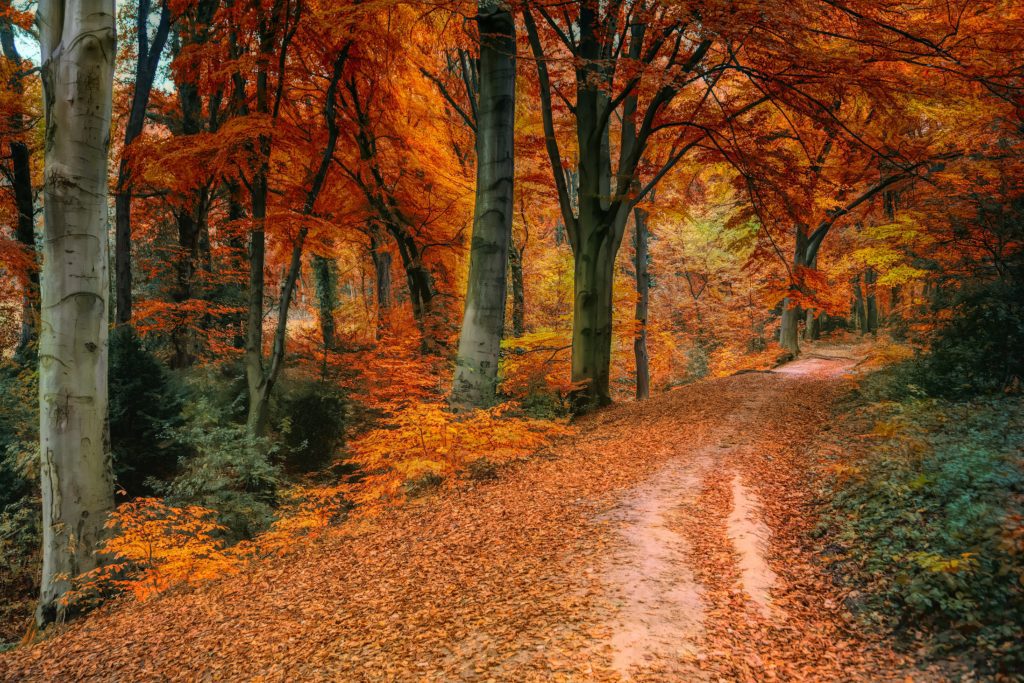 An image of a woodland path, surrounded by tree's either side with rich auburn leaves both on the tree's and ground.