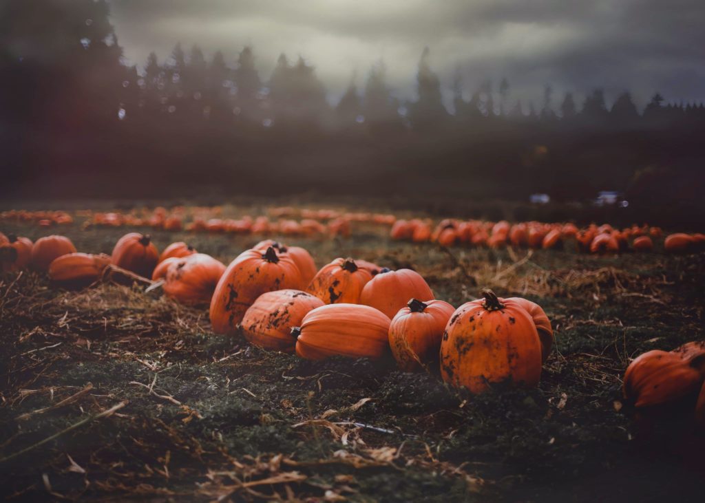 Image of a pumpkin patch against a dark forest background.