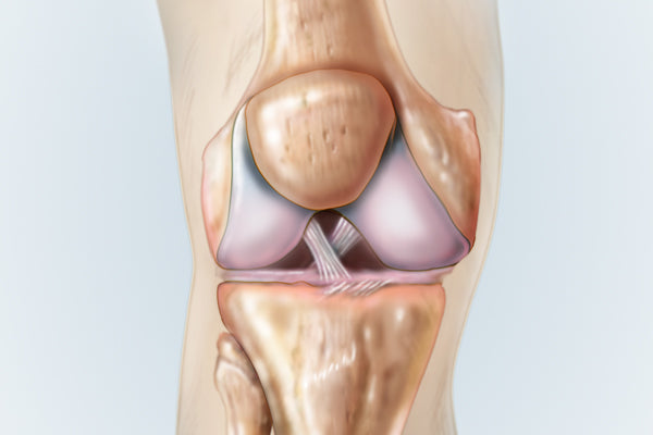 acl anatomy