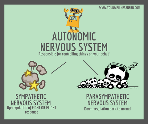 autonomic nervous system