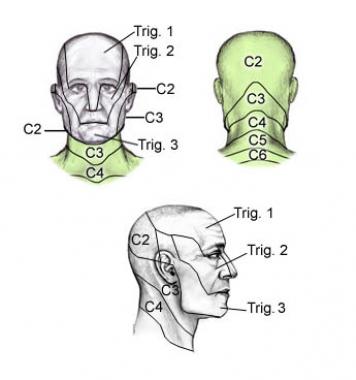 dermatomes of head, face and neck