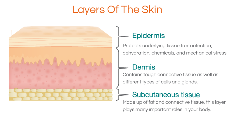 layers of skin