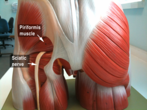 hamstrings and the sciatic nerve
