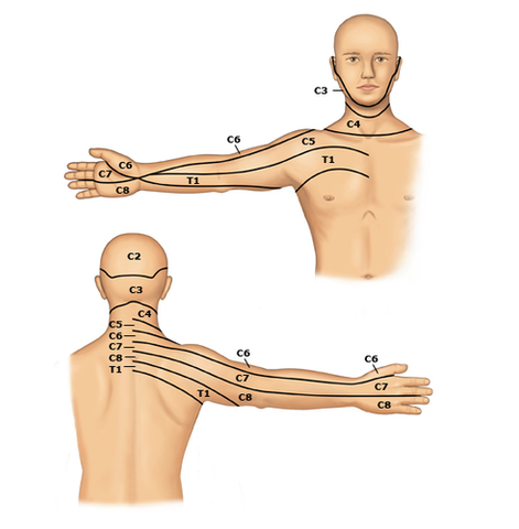 shoulder dermatomes