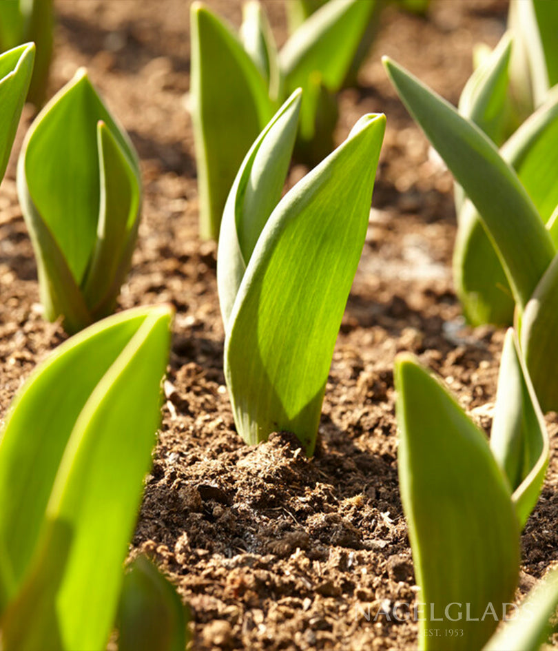 Shop Flower Bulbs